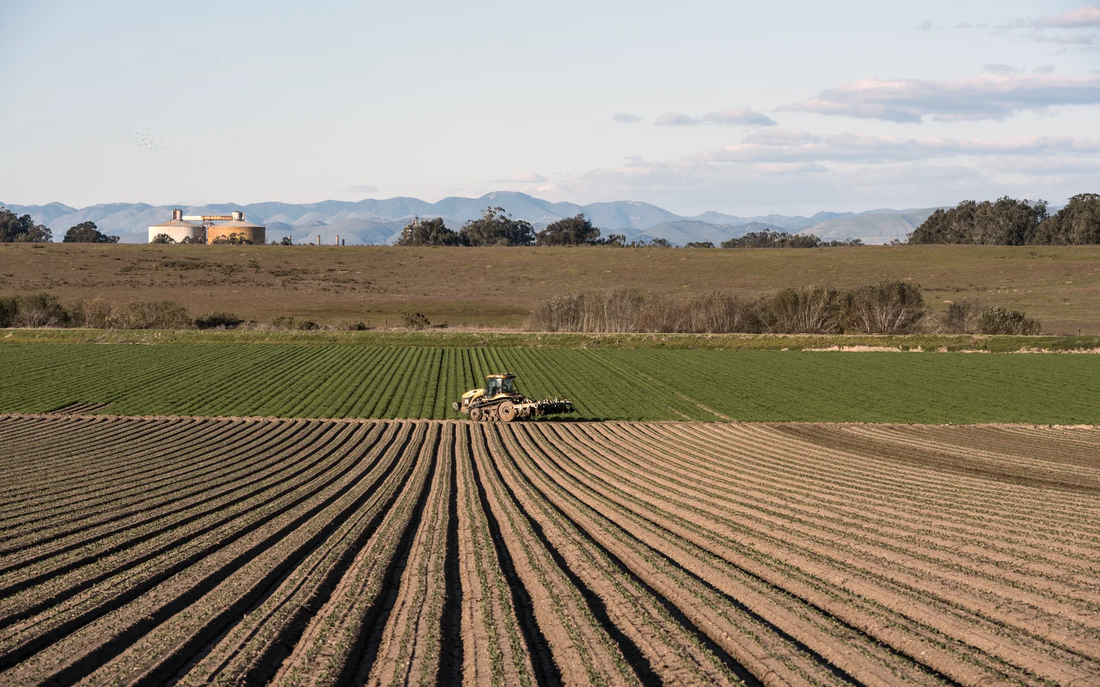 Rows of crops in an agricultural field, showing organized farming landscape typical of California's Central Valley